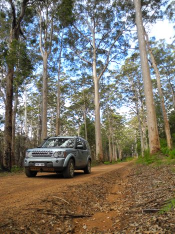 Expedition Land Rover inside the forested study site.