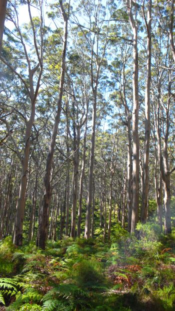 Inside the forest.