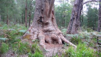 Inside the forest.