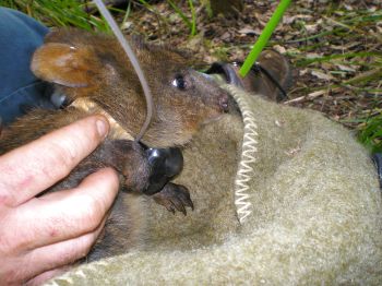 Sedated quokka with telemetry collar.
