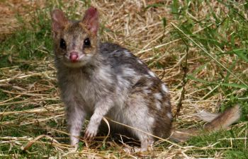 Quoll