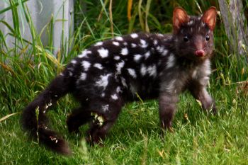 Quoll