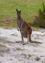 Kangaroo at base