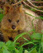 Quokka.