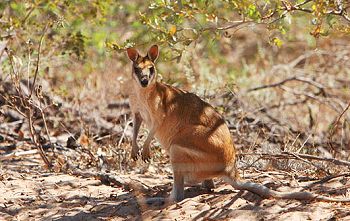 Wallaby hanging round the study site