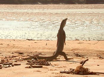 Sand goanna going for a jog ;)