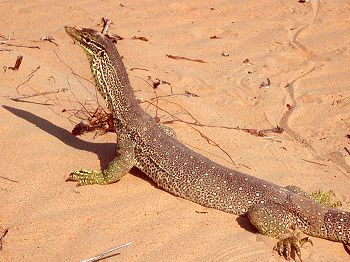 Sand goanna