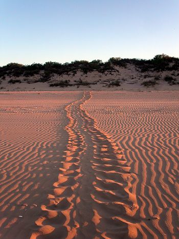 Turtle tracks