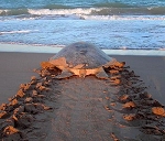 Australian flatback turtle