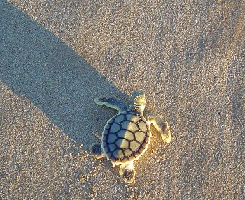 Hatchling on its way to the ocean