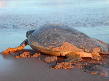 Going back to the ocean after nesting