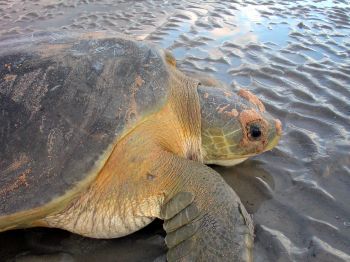 Australian flatback turtle