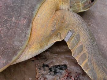 Australian flatback turtle with tag