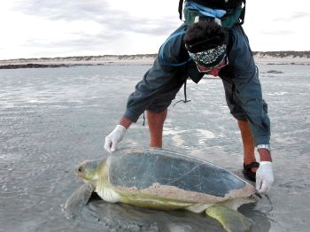 Measuring a turtle