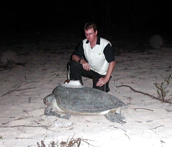 Turtle with tag