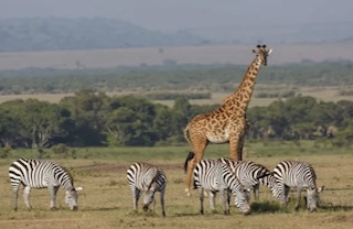 wildlife conservation volunteering
