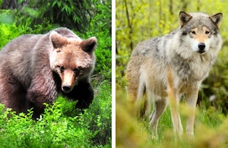 wildlife conservation volunteering