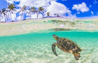 wildlife conservation volunteering