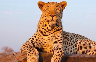 wildlife conservation volunteering