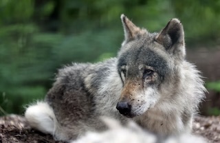 wildlife conservation volunteering