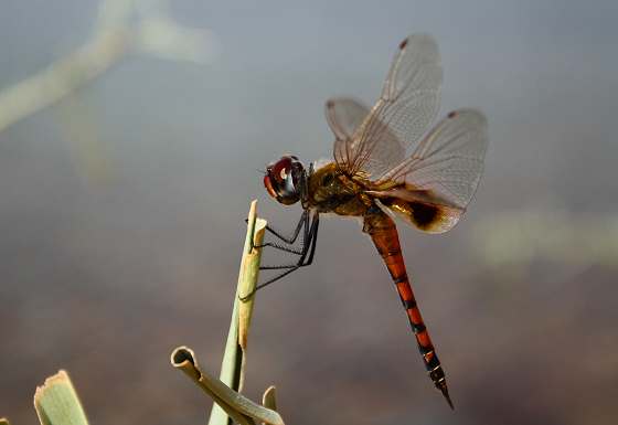 Dragonfly