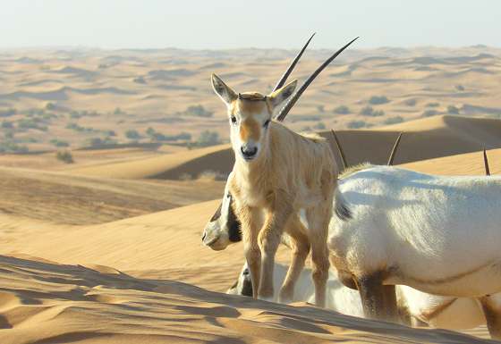 Oryx juvenile
