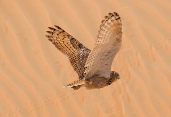 Desert eagle owl
