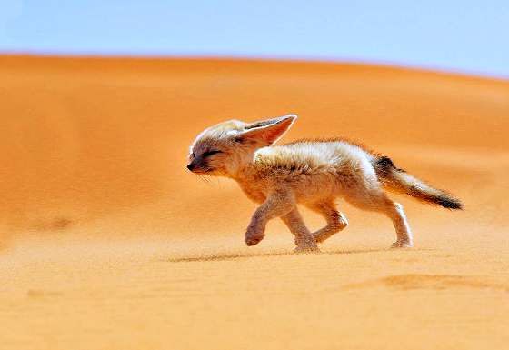 Sand fox
