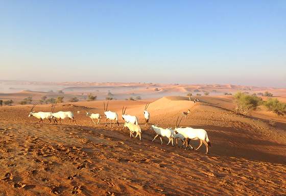 Oryx herd