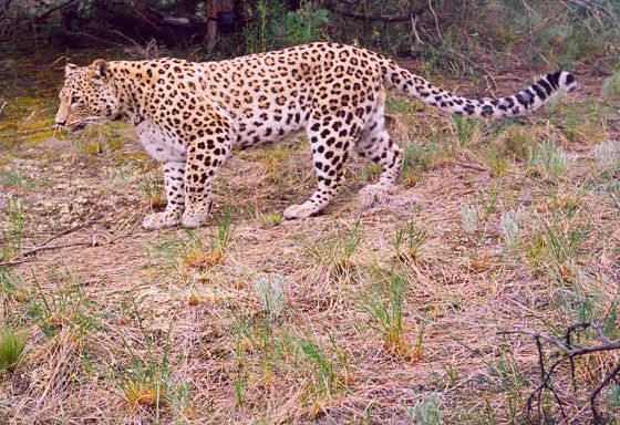 Caucasian / Persian leopard caught in a camera trap