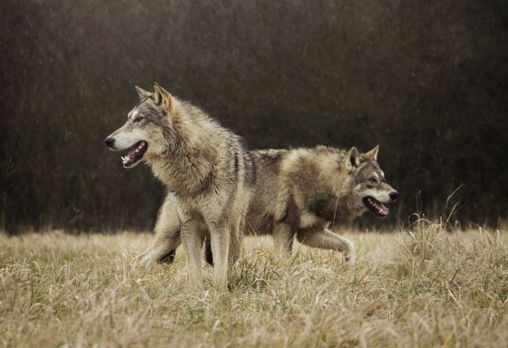 Wolves