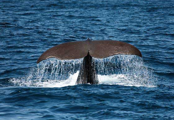 Sperm whale fluke