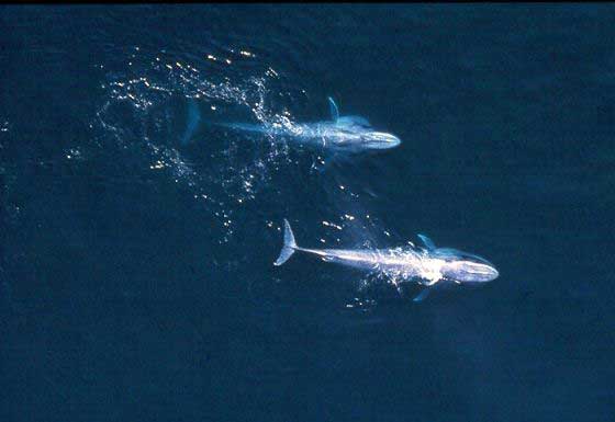 Blue whales