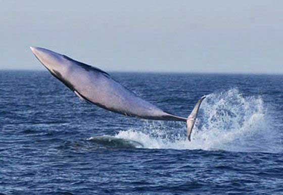 Minke whale