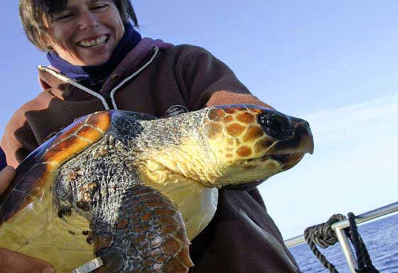 Handling a turtle
