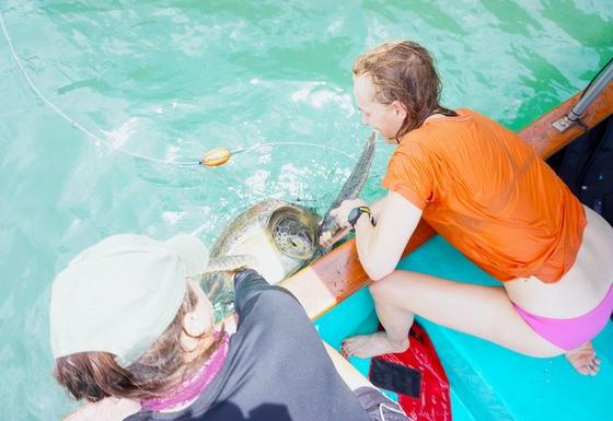 Bringing a turtle on board for measuring
