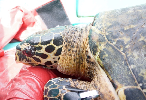 A hawksbill turtle on board before release
