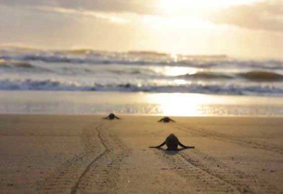 Hatchlings on their way to the sea
