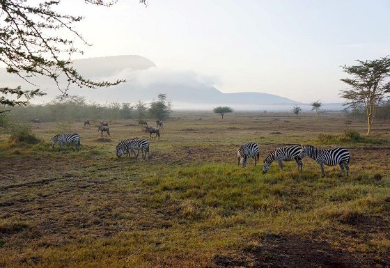 Zebras in Enonkishu 