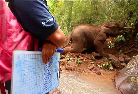 Observing natural elephant behaviour