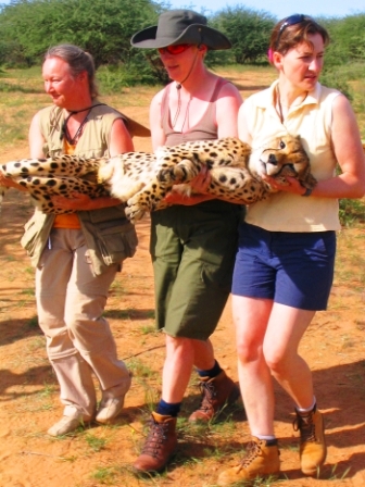 Lending a hand with cheetah conservation in Namibia