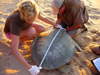 A volunteer helping to measure an Australian flatback.